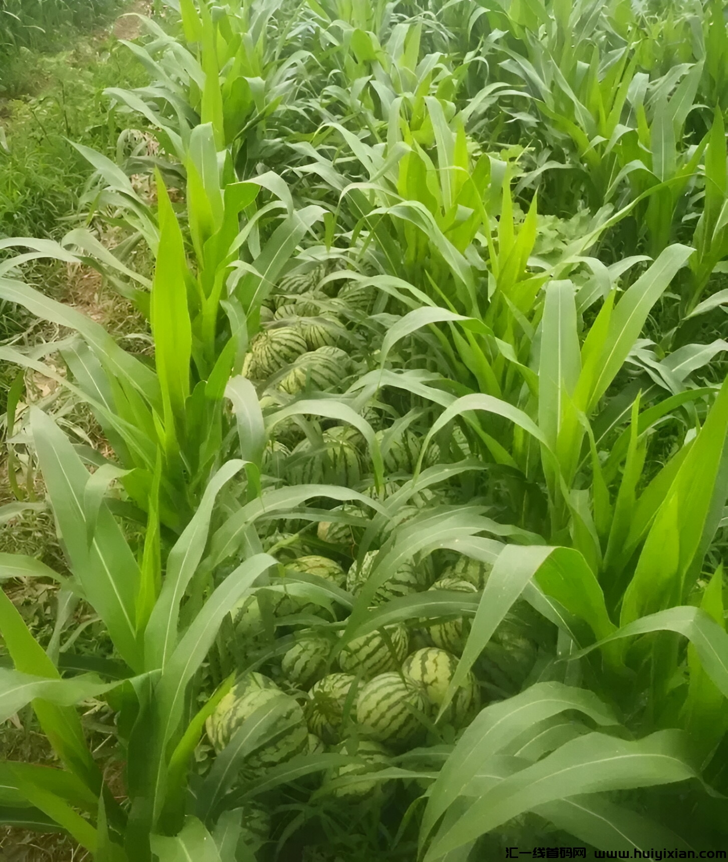 一亩土地，1茬2收，4500圆收入，农村致富新机遇！-汇一线首码网