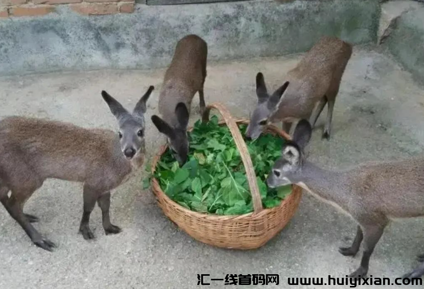 比养猪牛羊更加赚米行业，1只卖35000圆，养58只年入78万，真暴利！-汇一线首码网